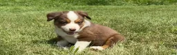 Miniature Australian Shepherd dogs for sale: Miniature Australian Shepherd Puppy 5 - Ad 7