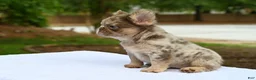 French Bulldog dogs for sale: French Bulldog Puppy 2 - Ad 3