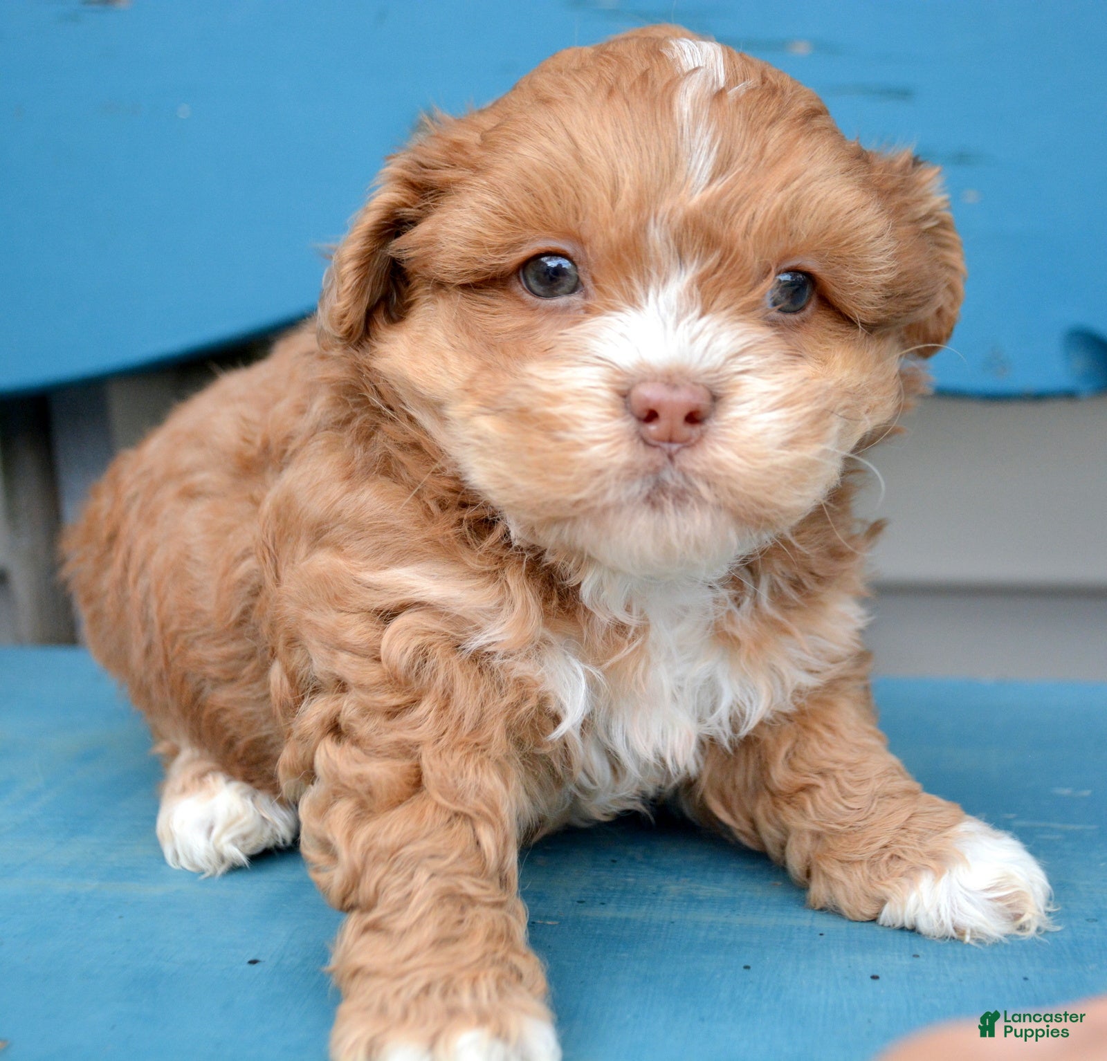 Shihpoo dogs Shihpoo Sam - Ad 37