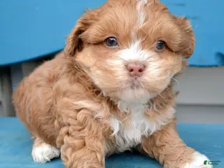 Shihpoo dogs Shihpoo Sam - Ad 37