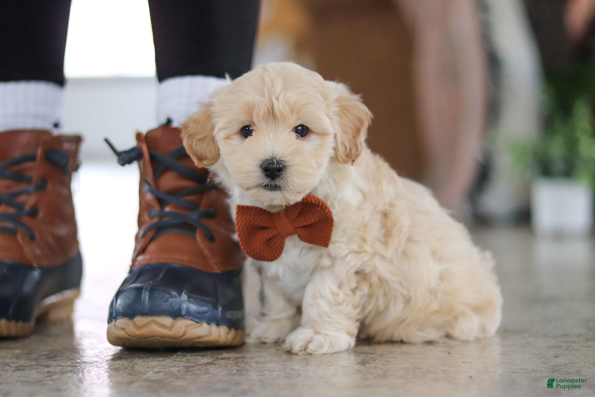 Maltipoo dogs Clark - Ad 10