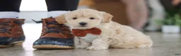 Maltipoo dogs for sale: Clark - Ad 1