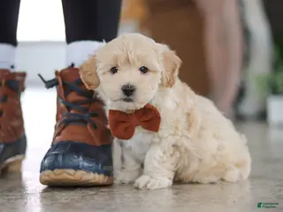 Maltipoo dogs Clark - Ad 10
