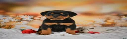 Rottweiler dogs for sale: Mason - Ad 3