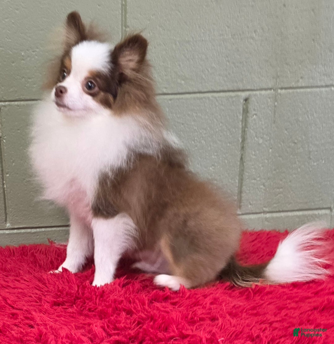 Pomeranian dogs for sale: Gunner - Ad 2