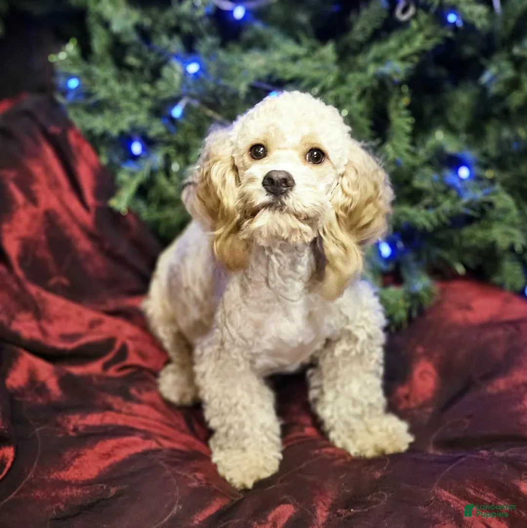 Mini Goldendoodle dogs for sale: Mini Goldendoodle Puppy 1 - Ad 4