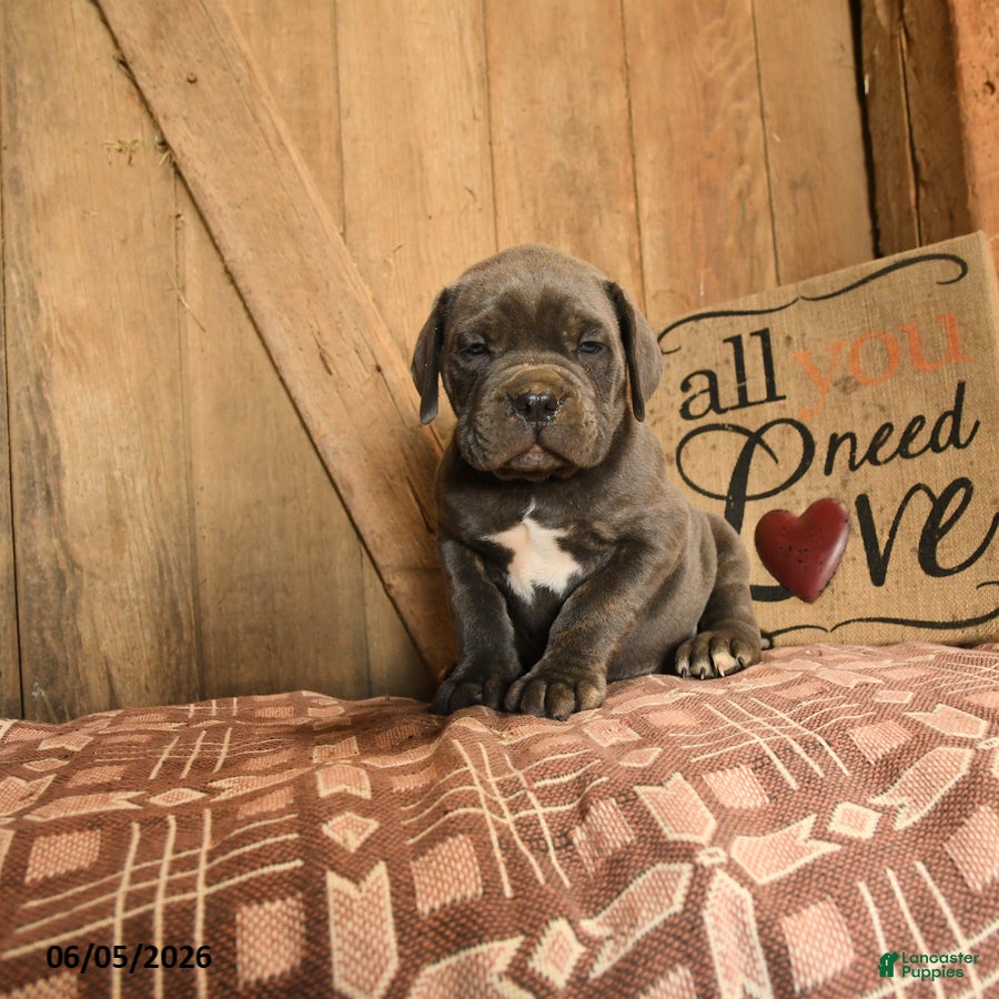 Cane Corso dogs Randy - Ad 2