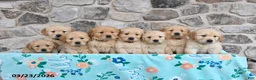 Golden Retriever dogs for sale: Dolly - Ad 5