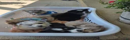 Pomsky dogs for sale: Kane - Ad 4
