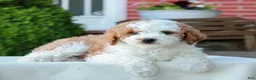 Mini Goldendoodle dogs for sale: Lawson  - Ad 3