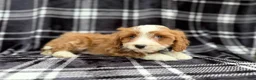 Cavapoo dogs for sale: Mosely - Ad 3