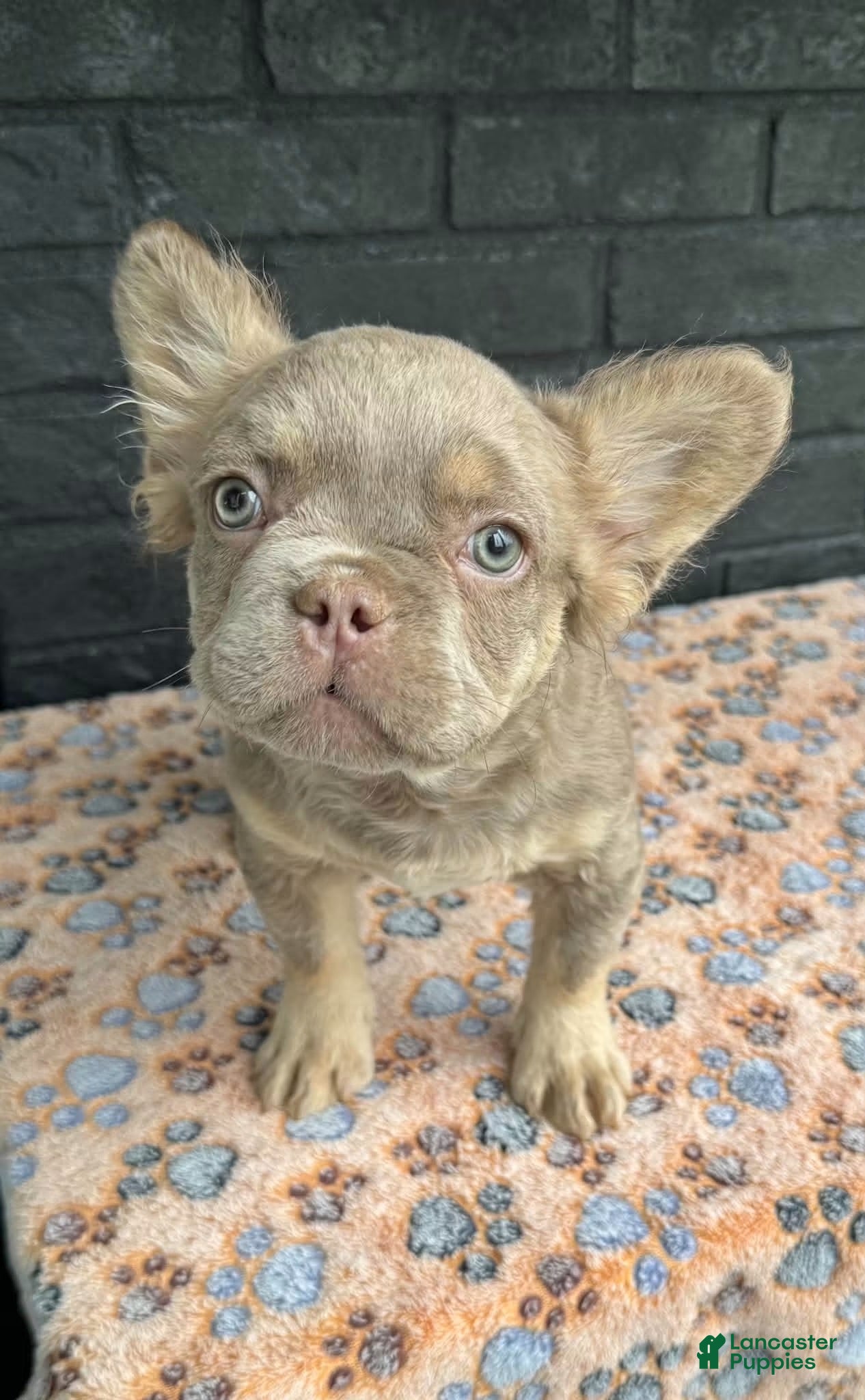 French Bulldog dogs for sale: French Bulldog 1 - Ad 39