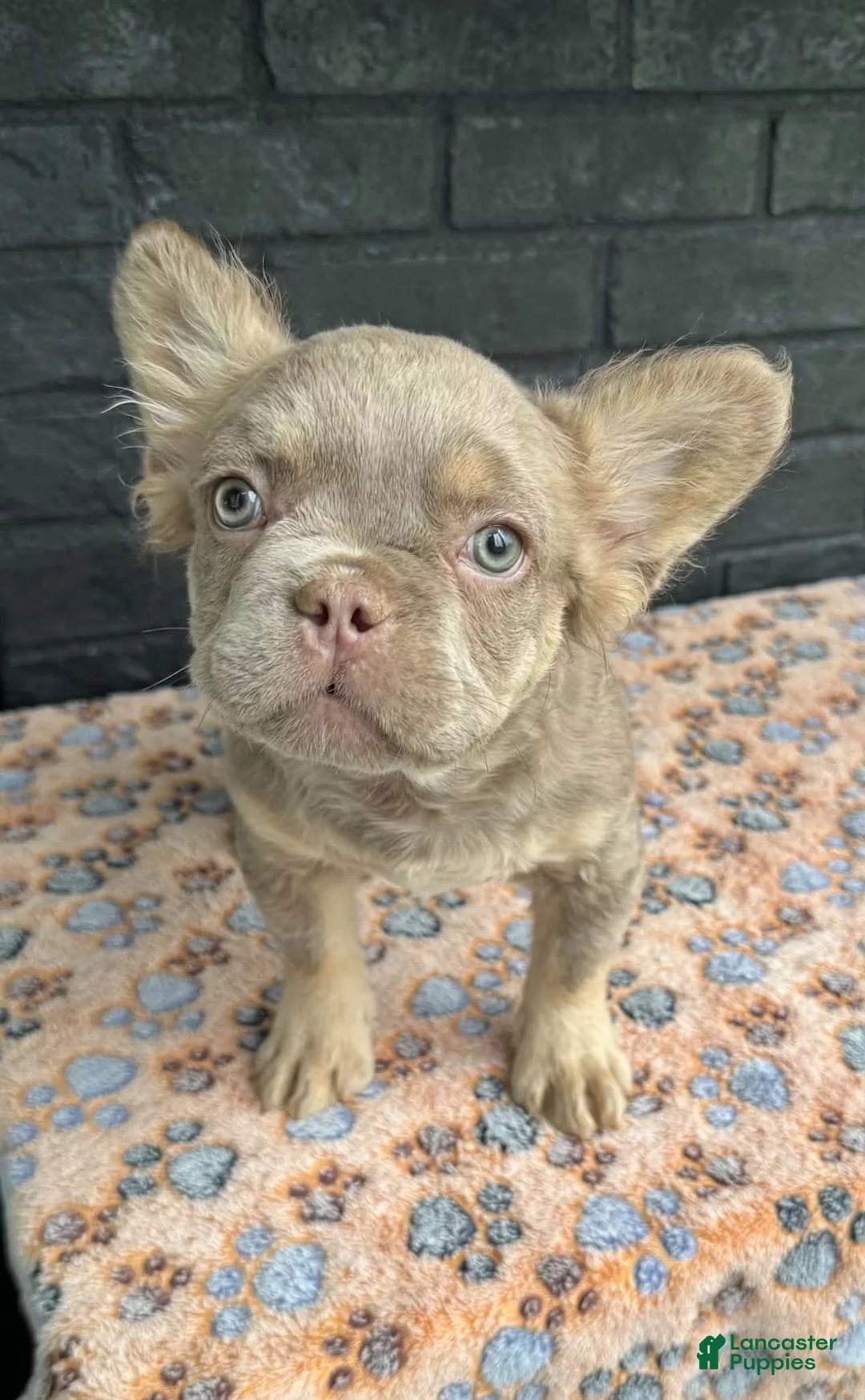 French Bulldog dogs for sale: French Bulldog 1 - Ad 1