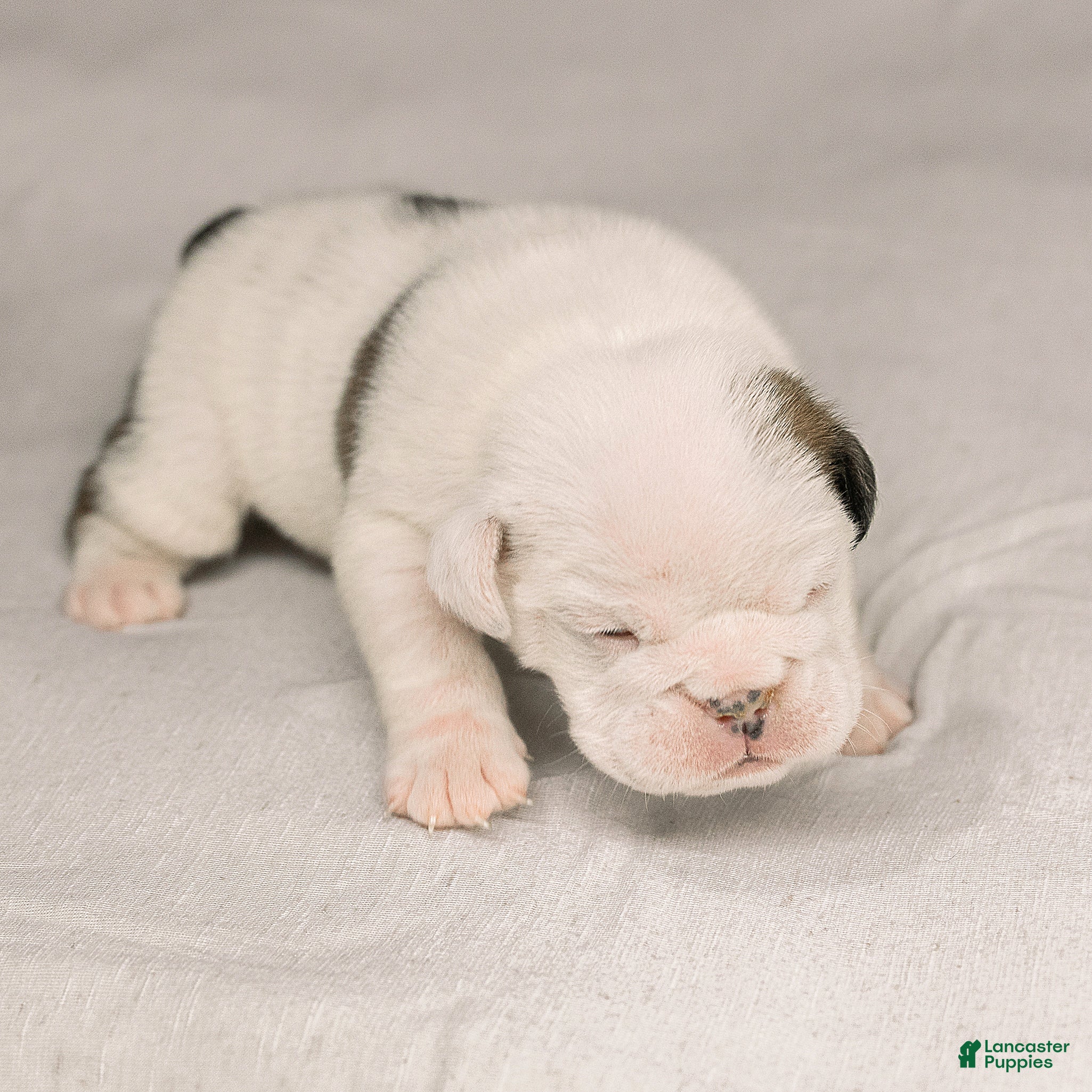 English Bulldog dogs for sale: Eve English Bulldog  - Ad 1