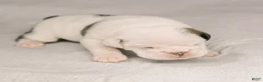 Eve English Bulldog 