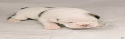 English Bulldog dogs for sale: Eve English Bulldog  - Ad 1