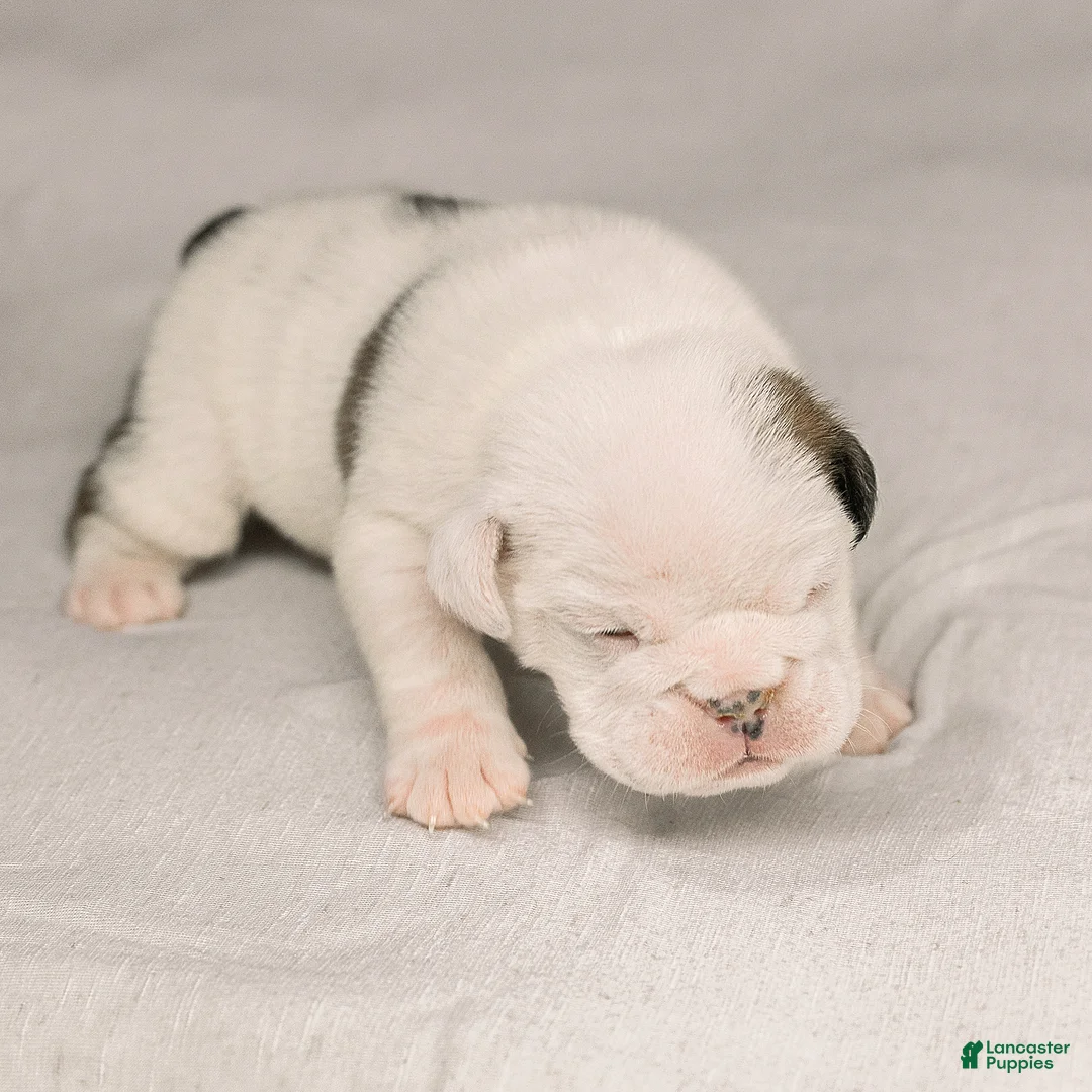 English Bulldog dogs for sale: Eve English Bulldog  - Ad 1