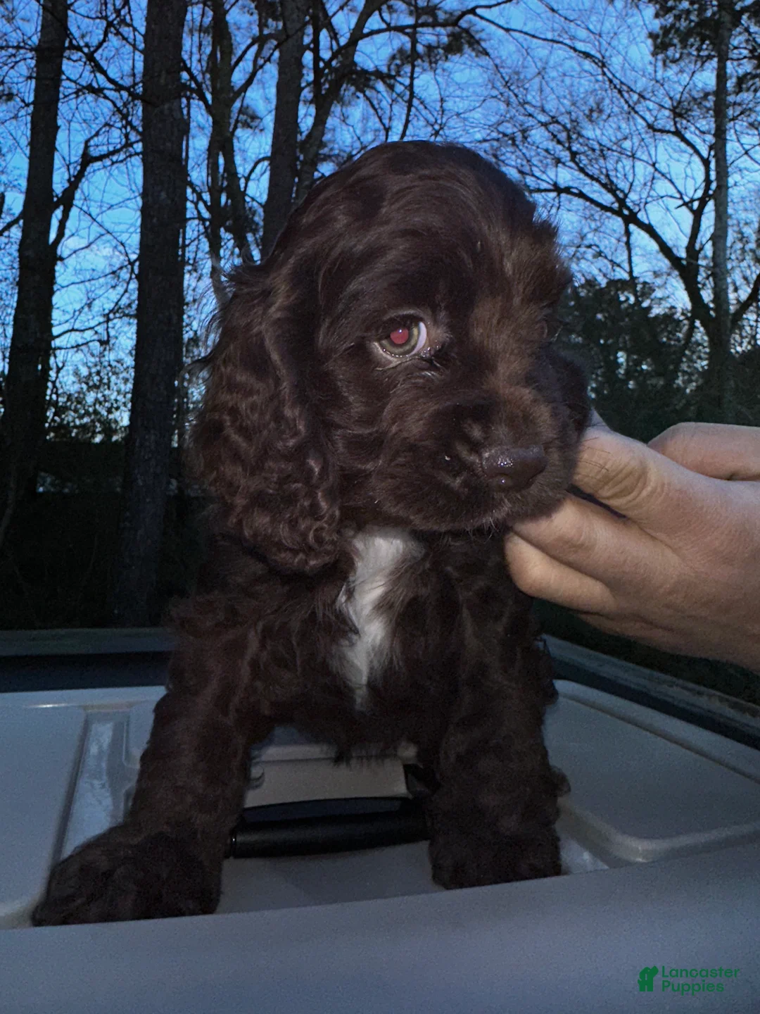 Cocker Spaniel dogs for sale: Prince - Ad 3