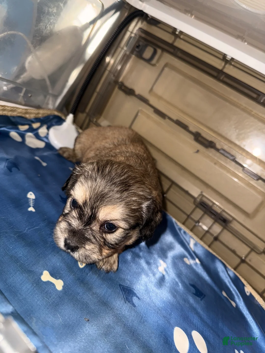French Bulldog dogs for sale: Fluffy French Bulldog 3 - Ad 1