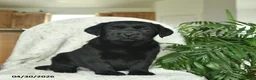 Labrador Retriever dogs for sale: Melody  - Ad 1
