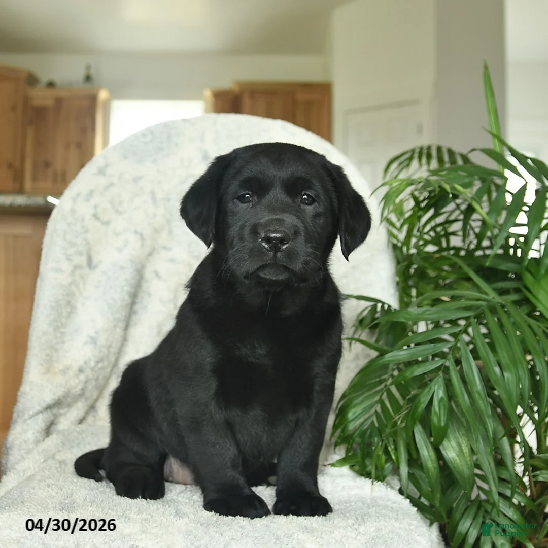 Labrador Retriever dogs for sale: Melody  - Ad 1