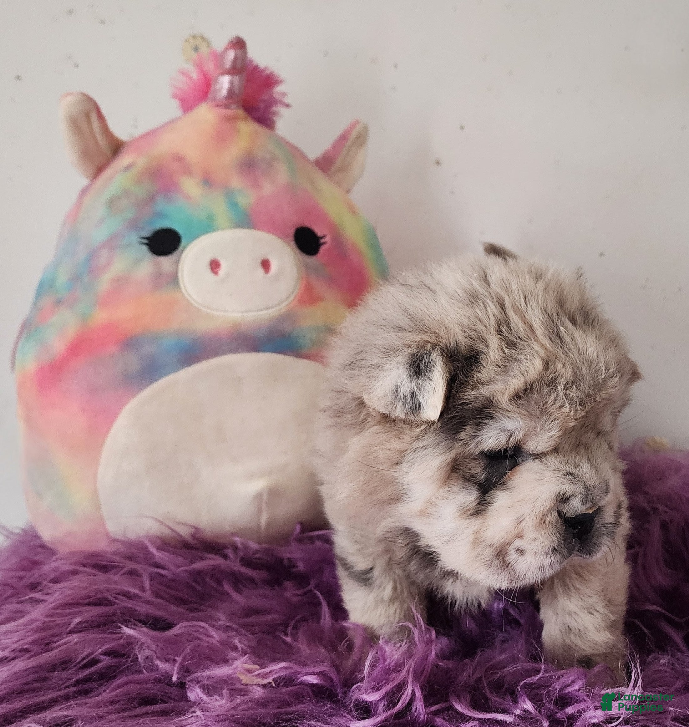 Shar Pei dogs Tassel merle Bear mini  - Ad 2