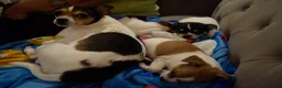 Chihuahua dogs for sale: Chihuahua 1 - Ad 3