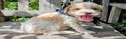 Miniature Poodle dogs for sale: Michaelageo  - Ad 5