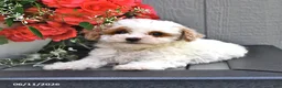 Miniature Poodle dogs for sale: Star - Ad 3