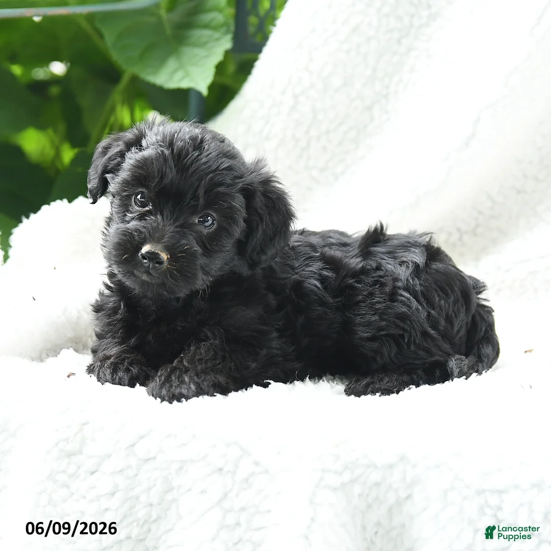 Yorkiepoo dogs for sale: Marcella - Ad 3