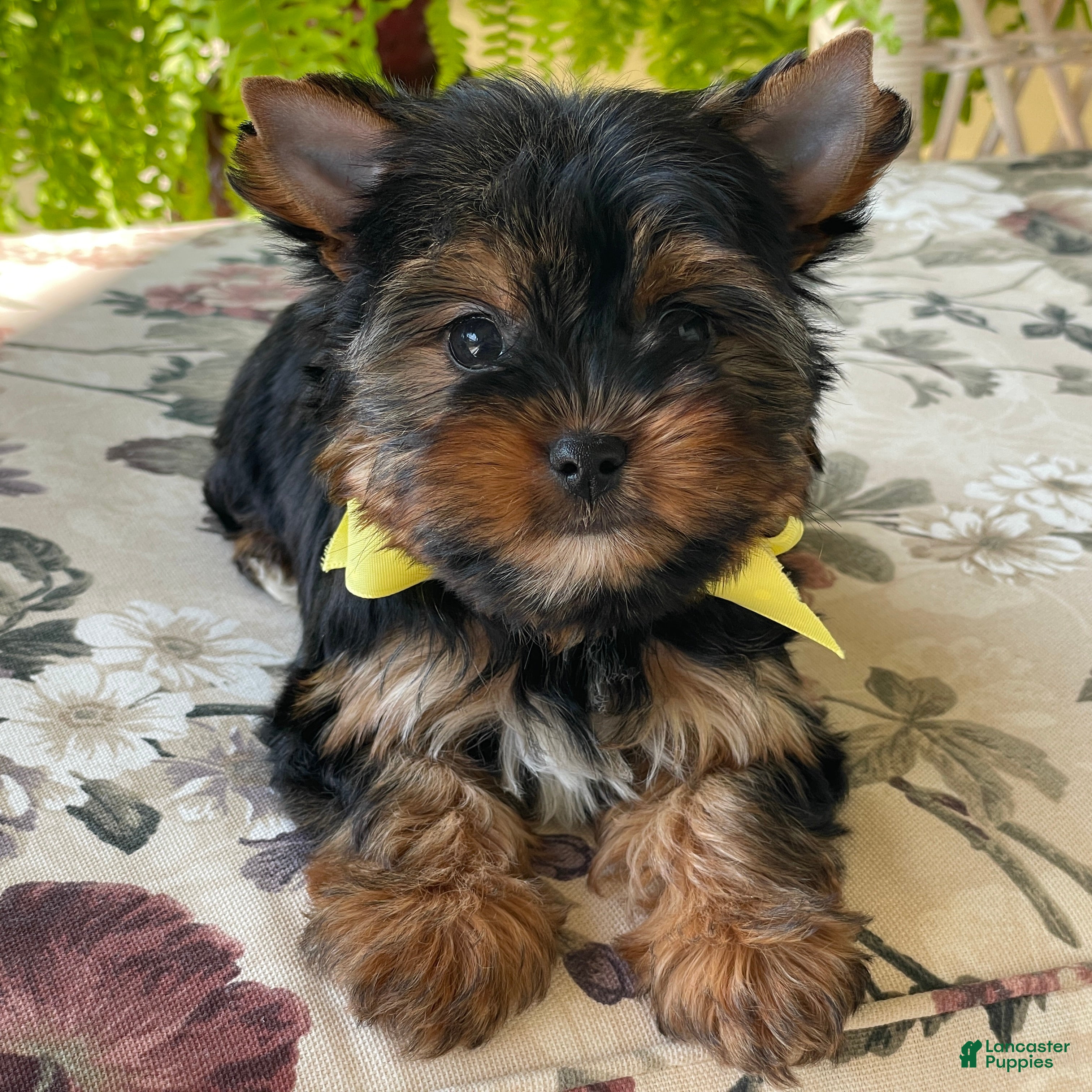 Yorkshire Terrier dogs  Raine - Ad 1