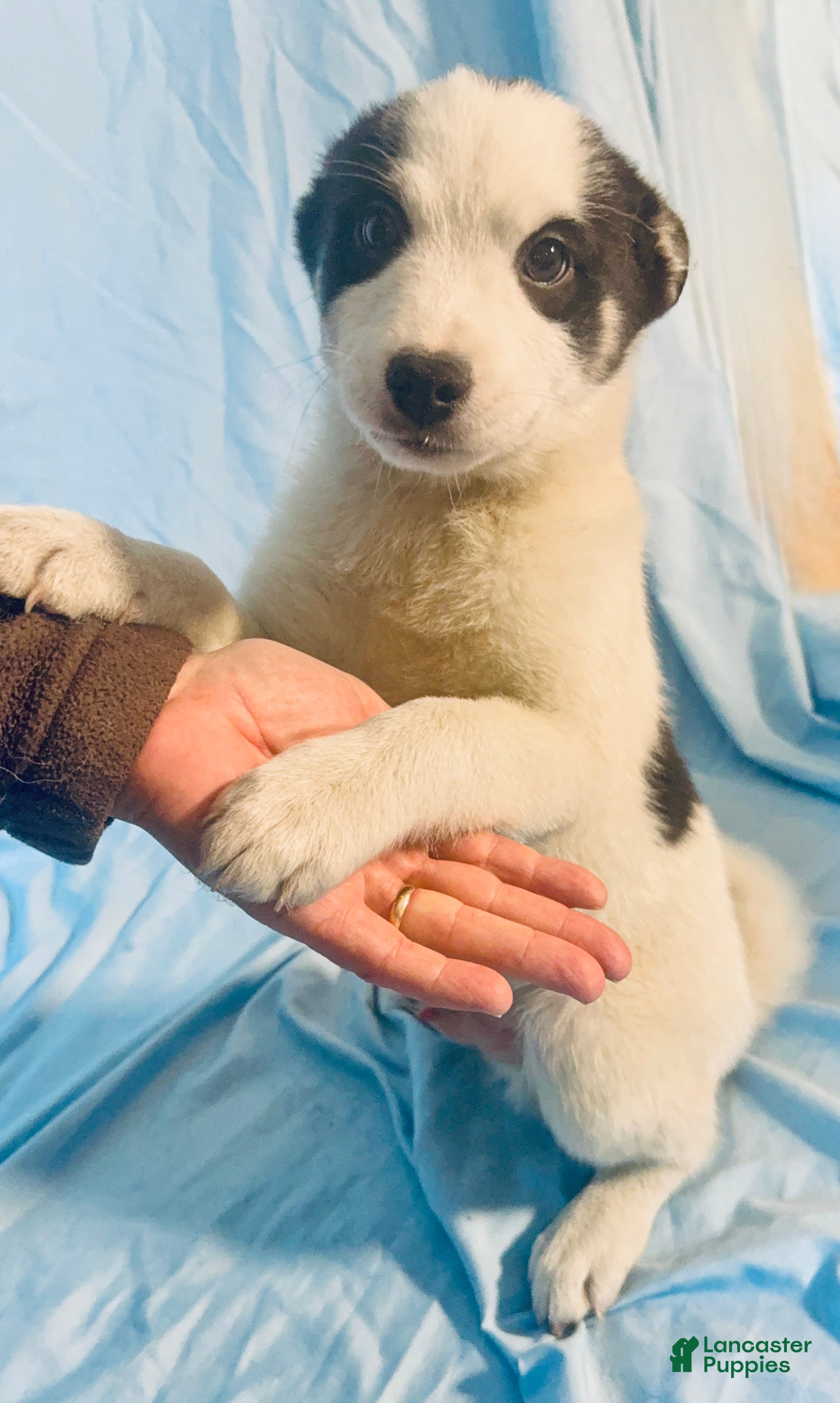 Mixed Breed dogs Hero - Ad 5