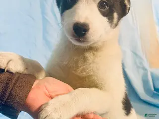 Mixed Breed dogs Hero - Ad 38