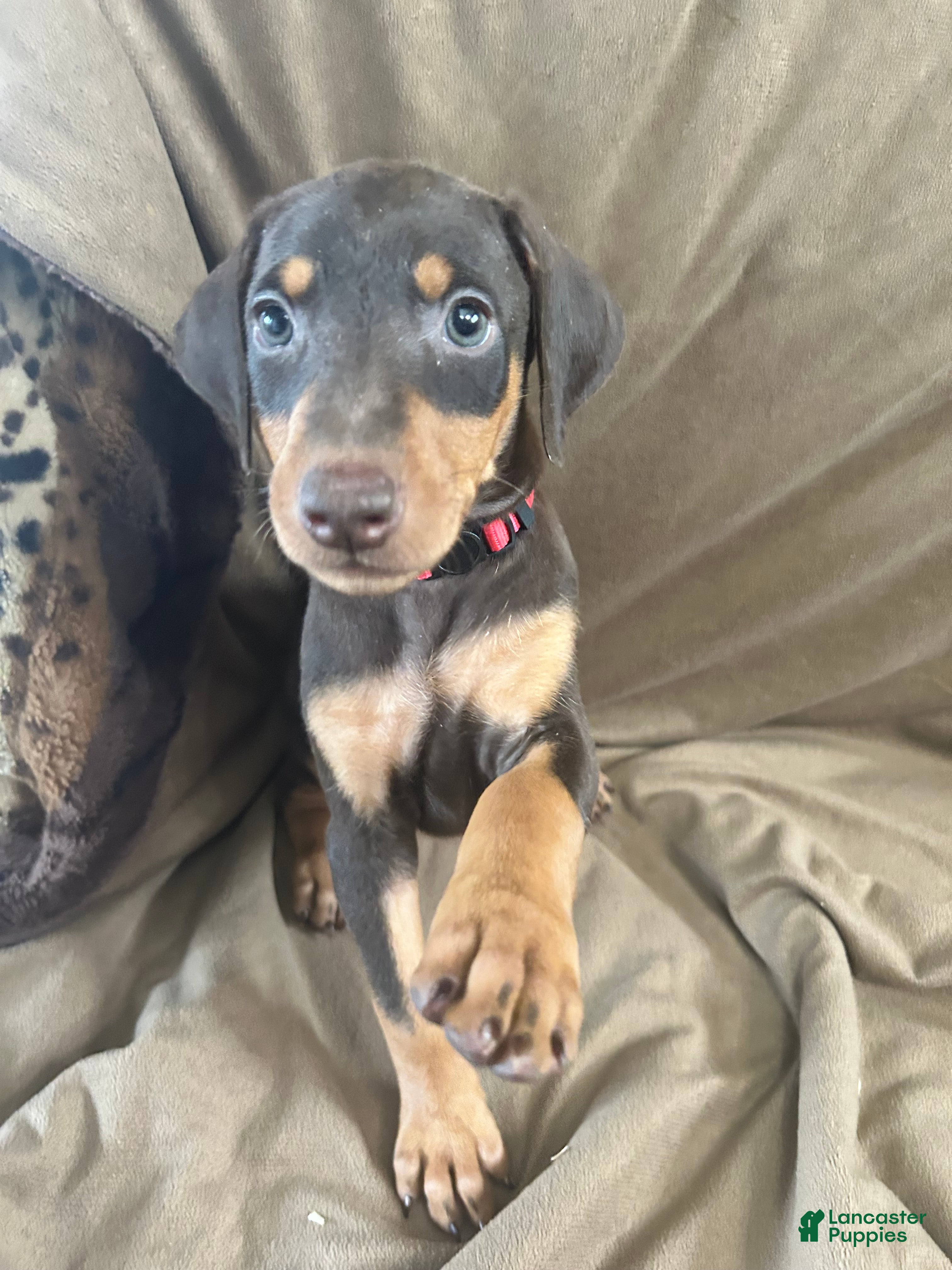 Doberman Pinscher dogs Red Collar  - Ad 1