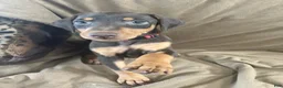 Doberman Pinscher dogs for sale: Red Collar  - Ad 1