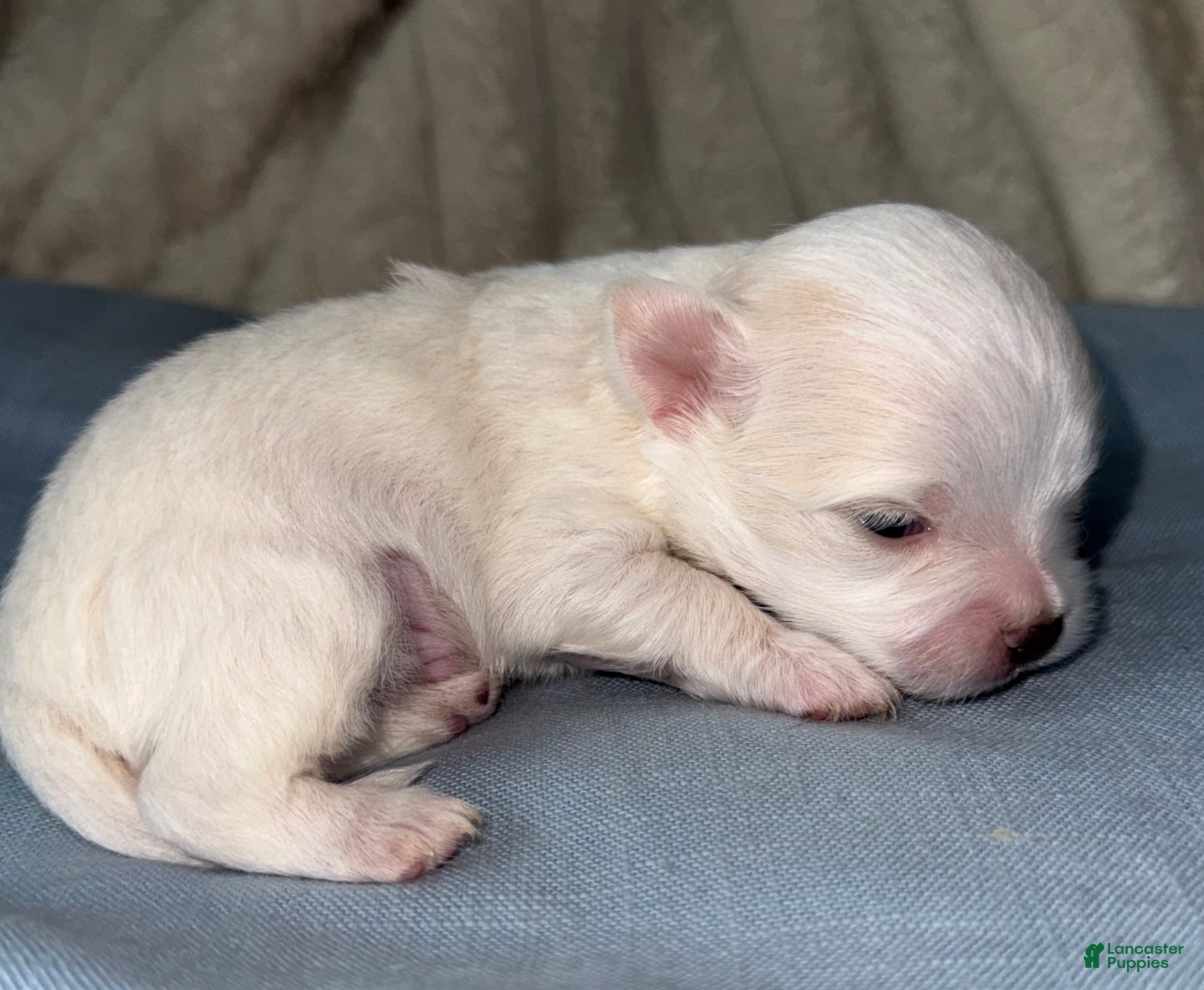 Chihuahua dogs Ice - Ad 1