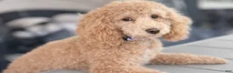 Miniature Poodle dogs for sale: Georgie - Ad 2