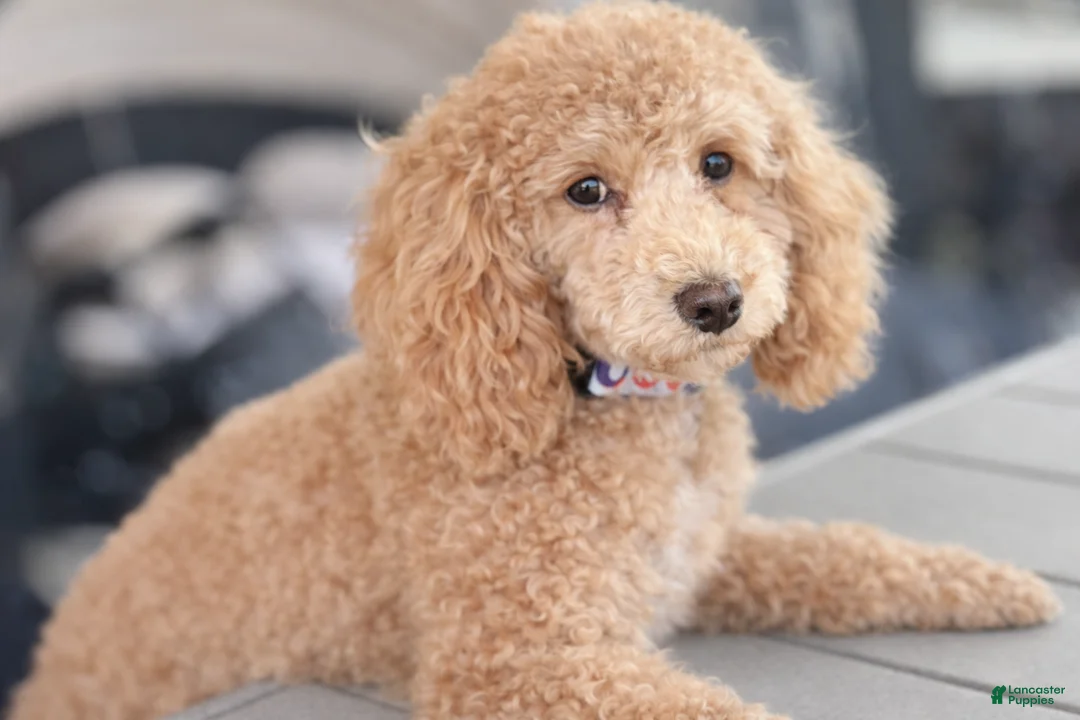 Miniature Poodle dogs for sale: Georgie - Ad 2