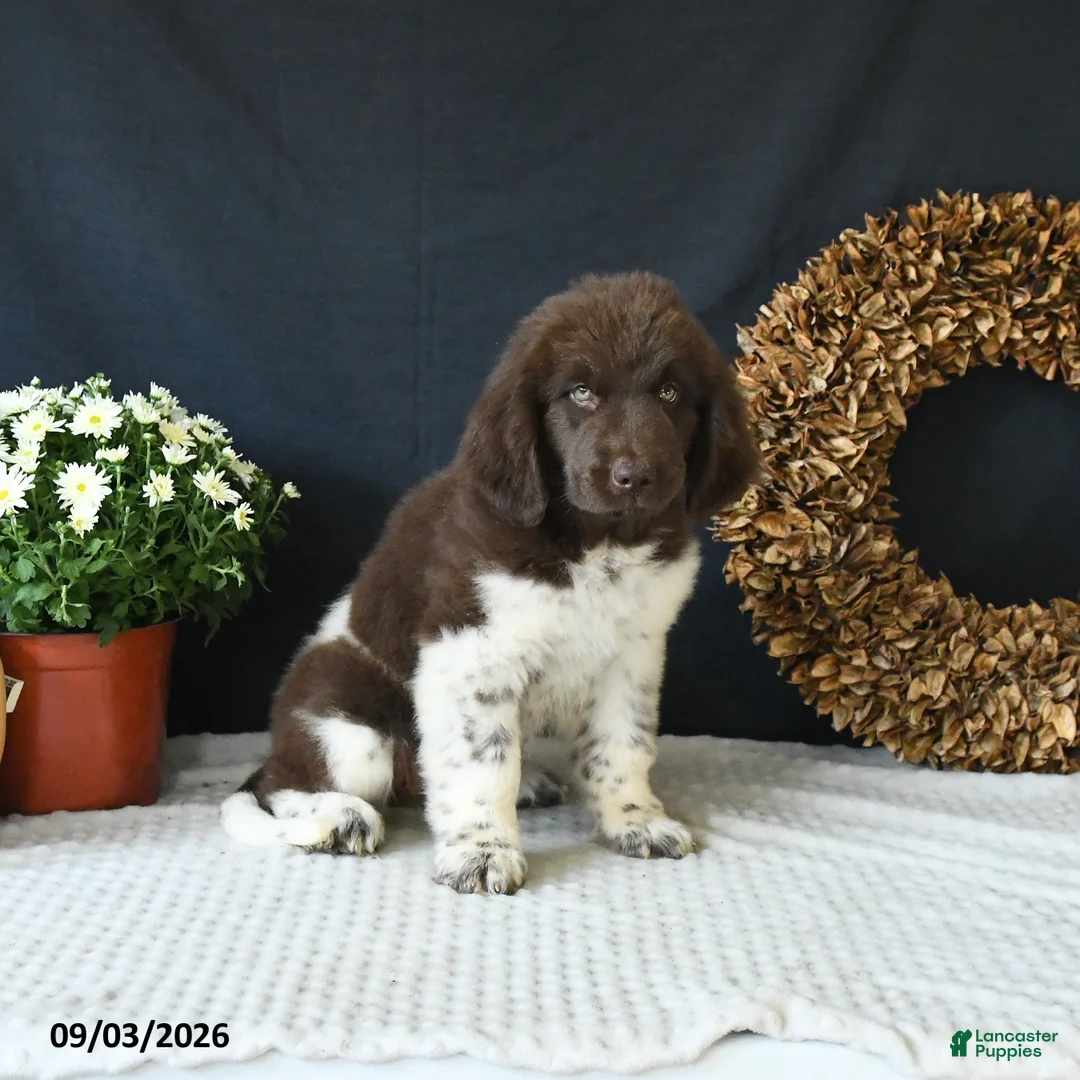 Newfoundland dogs for sale: Jade - Ad 2