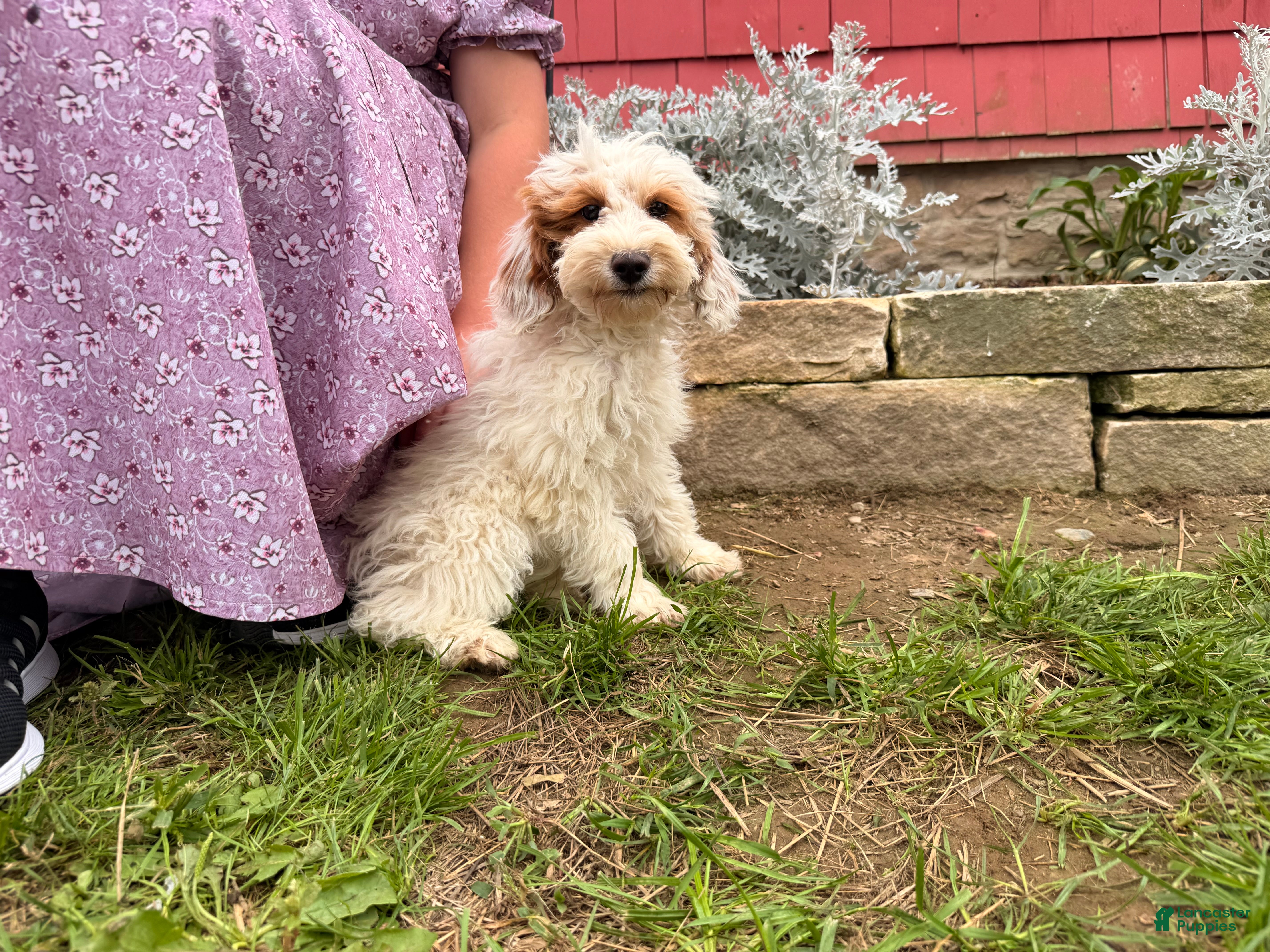 Mini Goldendoodle dogs Dixie - Ad 1