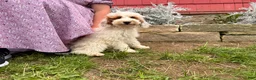 Mini Goldendoodle dogs for sale: Dixie - Ad 1