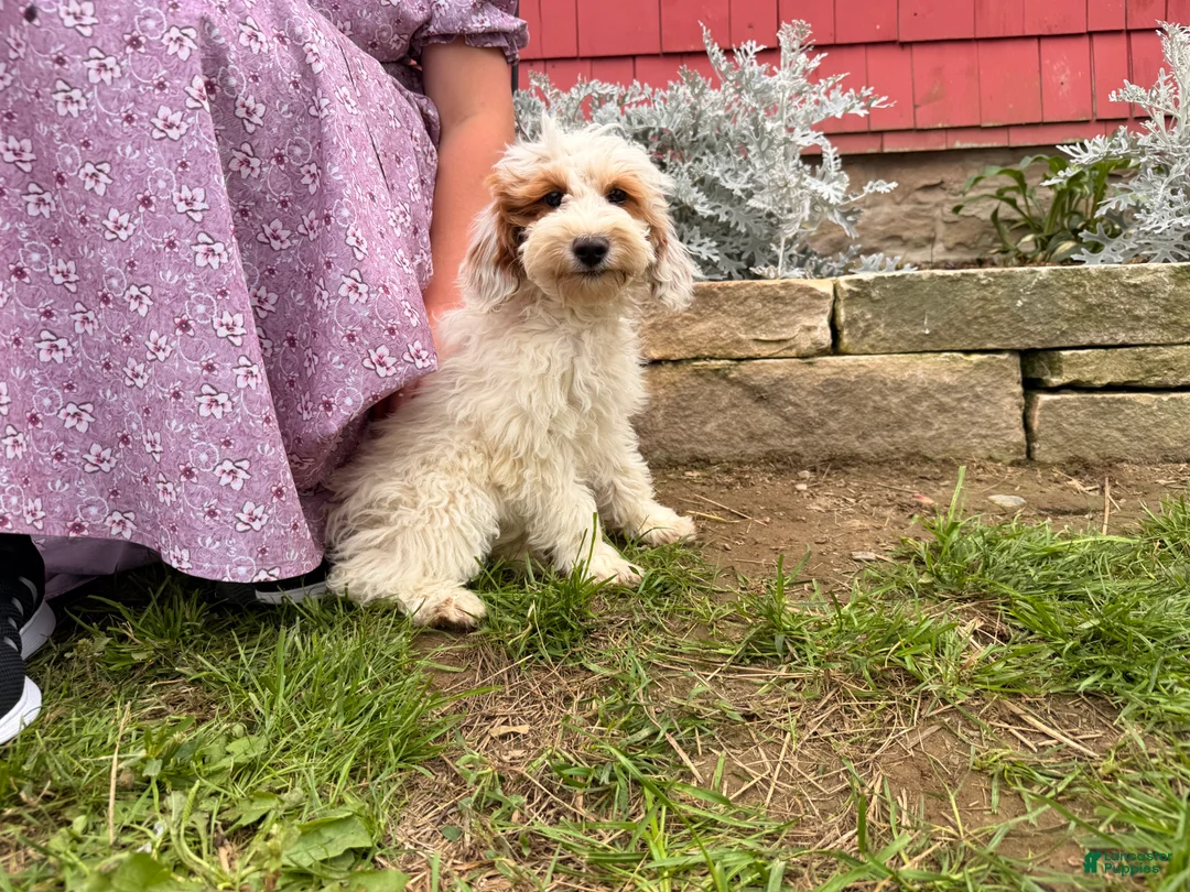 Mini Goldendoodle dogs for sale: Dixie - Ad 1