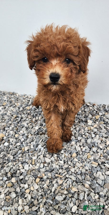 Miniature Poodle dogs Blake - Ad 2