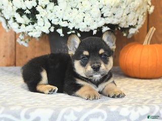 Mixed Breed dogs - Ad 8