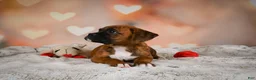 Boxer dogs for sale: Missy - Ad 4