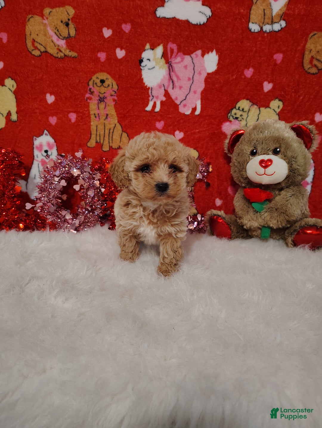 Maltipoo dogs for sale: Goldie locks - Ad 6