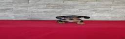 Miniature Dachshund dogs for sale: Titus - Ad 6