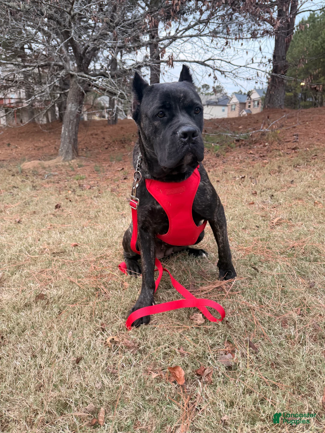 Gallery Image {{count}}