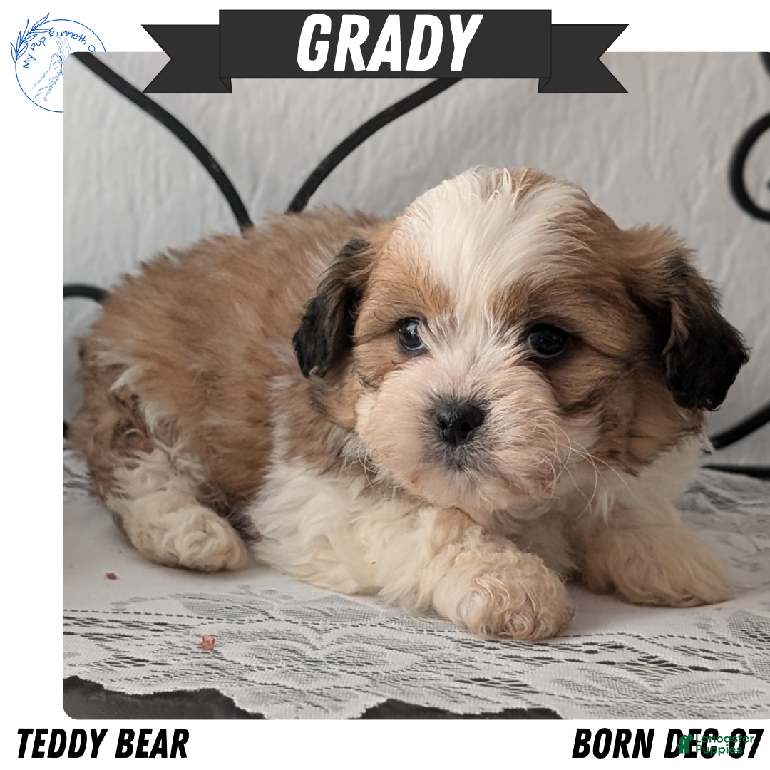 Teddy Bear dogs Grady - Ad 1