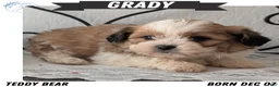 Teddy Bear dogs for sale: Grady - Ad 1